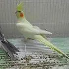 جوز كروان هولندي (تم البيع)