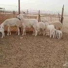 رخال حريات طيبه عددها 4 تحتها 3