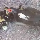 بطه مصري حجم سوبر جانبو معها 10