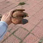 اوفر شبوط باشق ابها