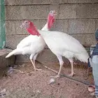 ديك رومي turkey