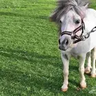 للبيع فحل بوني فاخر وقزم   إنتاج  وكاريزما ما تتكرر