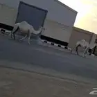 السلام عليكم لقحات على بعير منتج لهن بلقاح 7 شهور