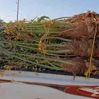 مشاءالله تبارك الله نخل طيب مثمر وزينه