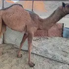 بكره صفراء حقه