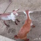 بهم معاشه ذكران