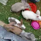 للبيع أرانب لطيفة عمرها 4 شهور