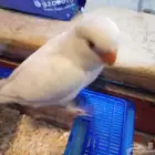 روز عمره شهر واسبوع