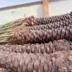 نخل للبيع جميع أنواعه