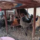 دجاج وديوك