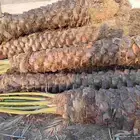 نخل للبيع