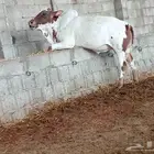آحد رفيدة طريق لأزمة خلف آسواق المفيد