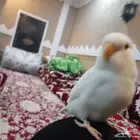 فرخ روز عمره شهر وخمس ايام اليف يسمع الكلام