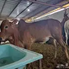 آحد رفيدة طريق لازمة