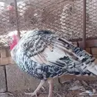 ديك رومي فراشه للبيع