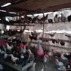 دجاج بياض للبيع