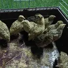 سمان