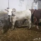 منطقة عسير آحد رفيدة بجوار ابها وخميس مشيط