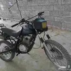 دباب صحراوي