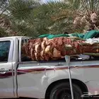 المجارده محايل شمران نخل للبيع على الطلب
