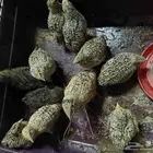 سمان لاحم شحم
