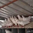 حمام فرنسي لاحم للبيع