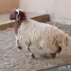 خرفان نعيم