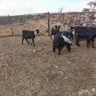 معزا حليب