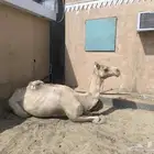 فحل وحصان وسيسي