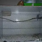 طير للبيع عصفور مع القفص كبير 120