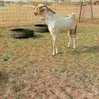 تيس بشي كفو مشروط وحار بالضراب سنها تني