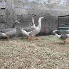 2زوج وز_الطرف.