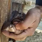 جنوبية_الطرف