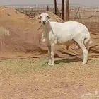 فحل حري كفووو السن سادس مشروط الصحه سليم