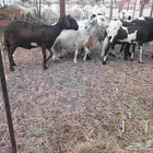 غنم سواكني مهجن