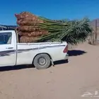 يوجد لدينا انواع النخيل متواجد لدينا مثمره طالع بتجاه الجنوب