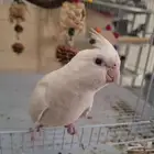 ببغاء كروان البينو اليف