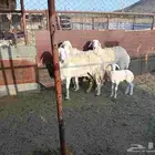 ضان حريات بالفحل