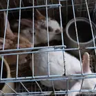 ارانب للبيع ذكر واثنتين اناث