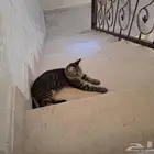 هذه القطوه نظيف اليفه مره حصلتها داخل البيت اللي حاب ياخذها