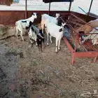 8 روس غنم اعمارها متفاوته إلى سدس 2معه بهم و2قريب يوالد والب