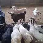 تيوس بلدي سمان 11 تيس اعمارها من 5 شهور وارابعة من 4 شهور.
