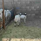المجمعه