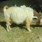 معزاء للبيع