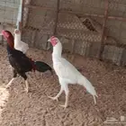 دجاج باكستاني سندي للبيع