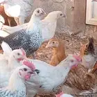 دجاج بلدي العمر 3 شهور طيب محصن الصحه شرط العدد 100 جوز