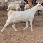 معزه دفيع العدد 2 راس