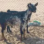 معزاء دفيع عددها 2