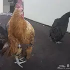 دجاج قزم سيراما