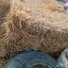 تبن شعير للبيع